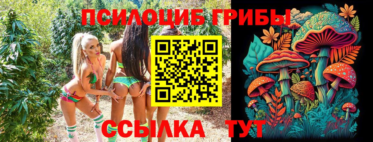 закладки  Вход с VPN  Советск  Псилоцибиновые грибы MAGIC MUSHROOMS  Псилоцибиновые грибы Psilocybine cubensis 